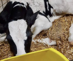 Znaleziony zgubiony cielak ma DK2 w Zbuczynie