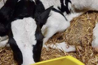 Znaleziony zgubiony cielak ma DK2 w Zbuczynie