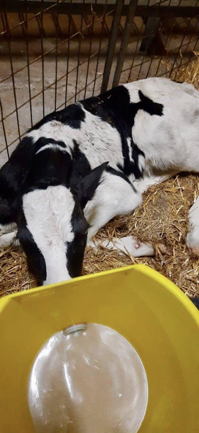 Znaleziony zgubiony cielak ma DK2 w Zbuczynie