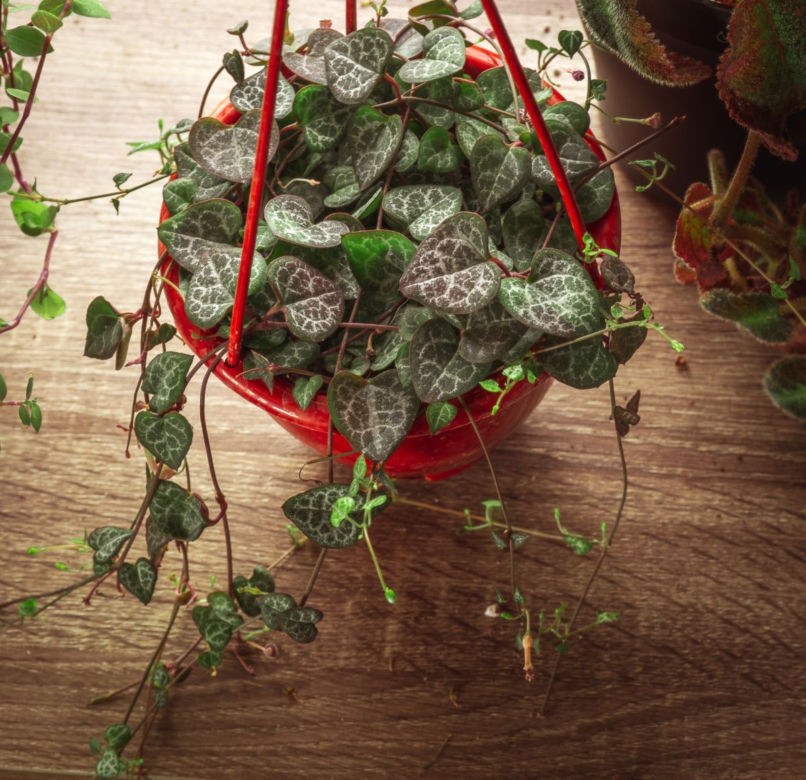 Ceropegia Wooda