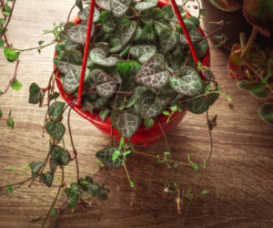 Ceropegia Wooda