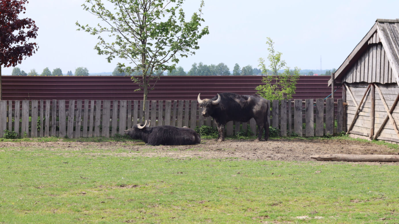 Pomysł na wycieczkę niedaleko Lublina? Zoo w Wojciechowie to idealny kierunek!