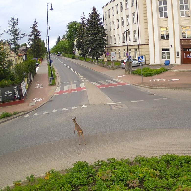 Koziołek przebiegł przez rondo i wbiegł do parku miejskiego w Siedlcach