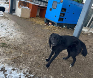 9 psów na terenie oczyszczalni. Interwencja, oskarżenia, śledztwo