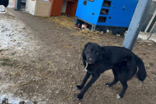9 psów na terenie oczyszczalni. Interwencja, oskarżenia, śledztwo