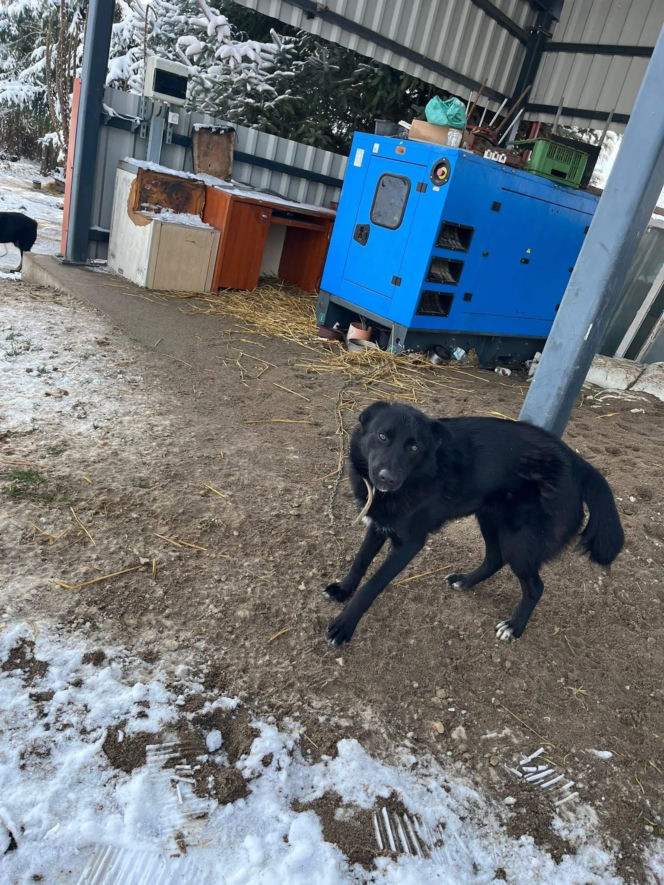 9 psów na terenie oczyszczalni. Interwencja, oskarżenia, śledztwo