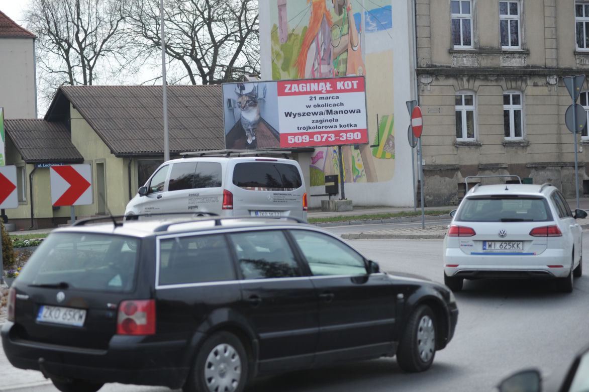 Koszalin: Poszukiwania kota
