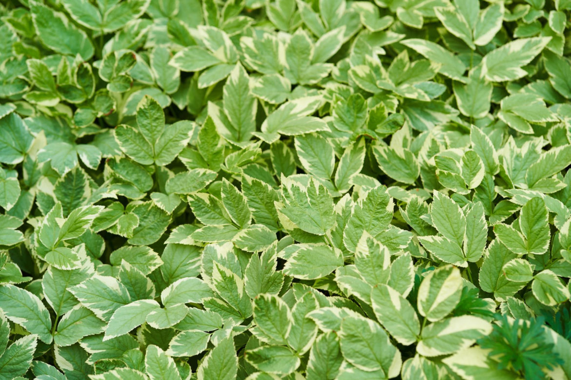 Podagrycznik pospolity 'Variegata'