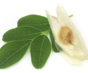MORINGA - właściwości lecznicze i zastosowanie