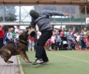 Tytan z Zawiercia przeszedł na emeryturę. Policjańci pożegnali czworonoga, który służył u nich 9 lat