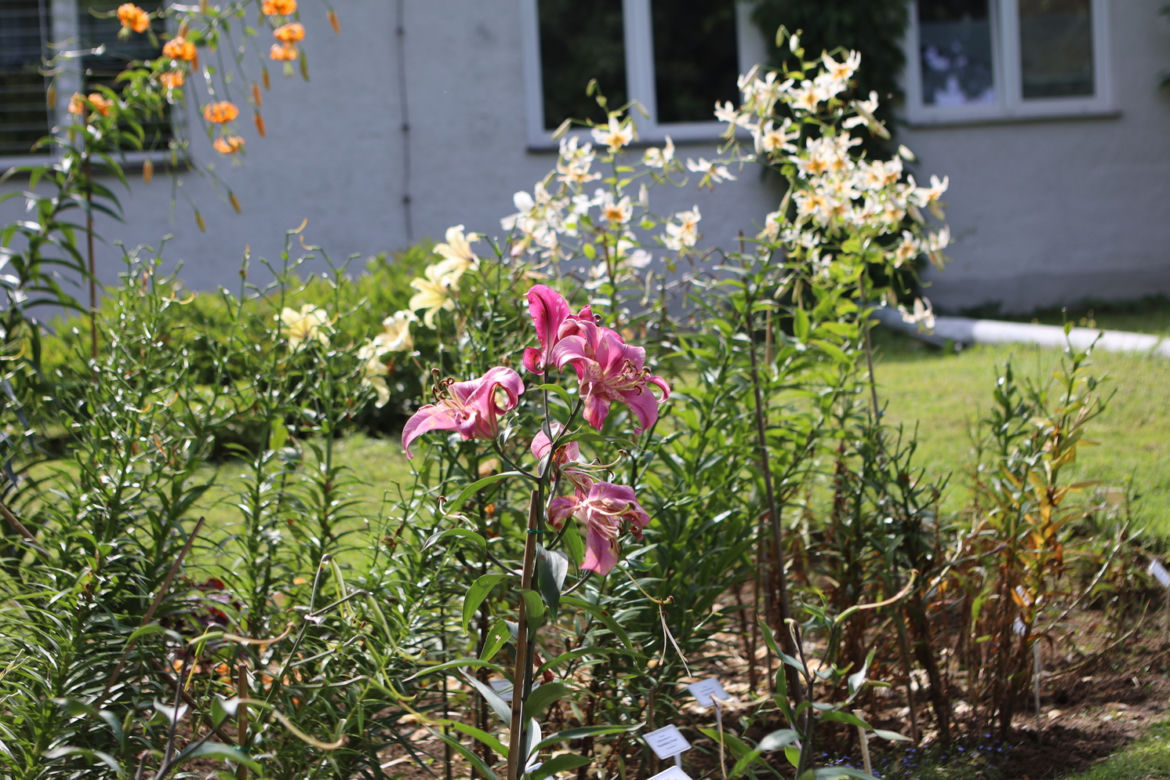 Kwitnący Ogród Botaniczny UMCS w Lublinie
