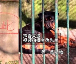 Chińczycy podrobili wilki! Nie zgadniesz co zrobili pracownicy zoo
