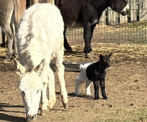 Słodka kózka z Wojciechowa szuka imienia