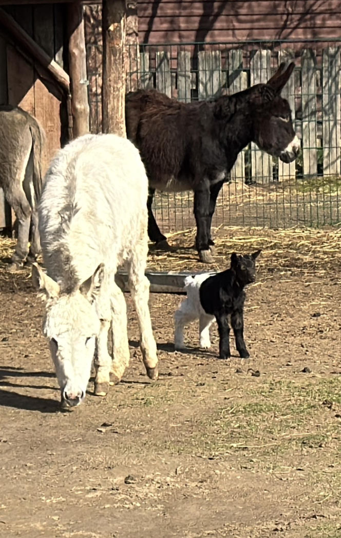 Słodka kózka z Wojciechowa szuka imienia