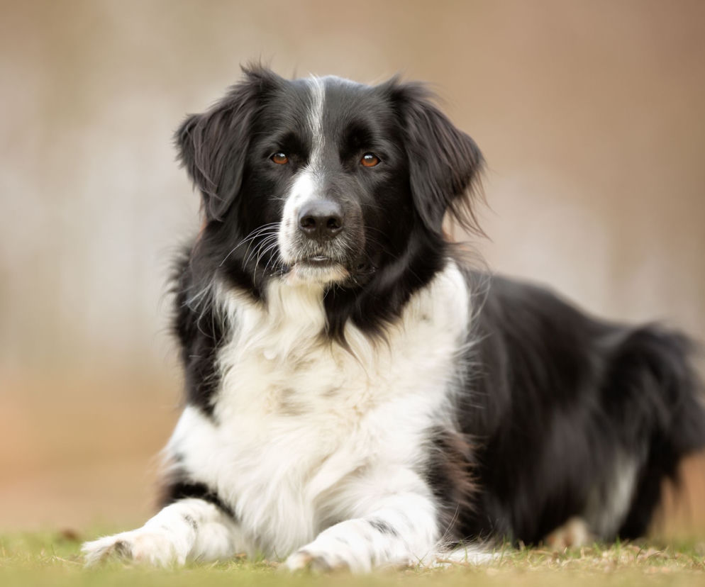 Border collie
