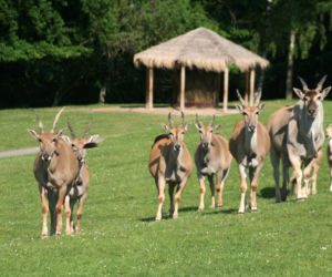 Afrykańskie lato w zoo safari w Czechach