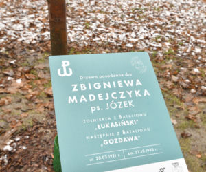 Powstańcy zapuścili korzenie. 20 drzew dla bohaterów w parku na Woli