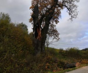 Leszczawa Górna. Drzewo padło na drogę