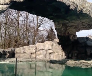 Tak prezentują się pingwiny w śląskim ZOO. Kiedy będzie można je odwiedzać? [ZDJĘCIA, WIDEO]