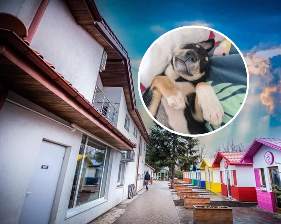 Psia Wioska w Przemyślu 