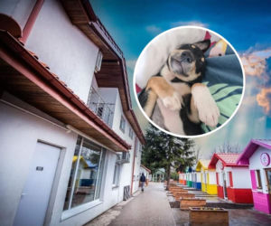 Psia Wioska w Przemyślu 