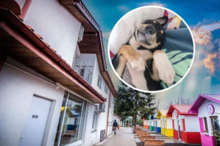 Przemyśl. W kolorowych domkach psy czekają na nowych właścicieli