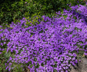 Kwitnące kobierce żagwinu zaleją ogród wiosną! Jak go uprawiać?