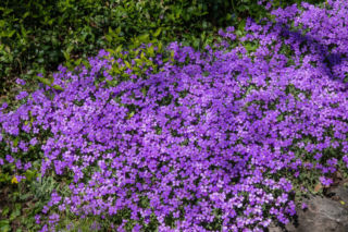 Jakimi kwiatami obsadzić skwer? [Porada eksperta]