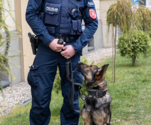 Otis nowy pies na komendzie