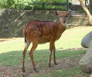 We wrocławskim zoo urodziły się 4 sitatungi