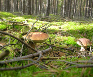 Zdjęcie 5985