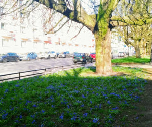 Cebulice kwitną w Szczecinie