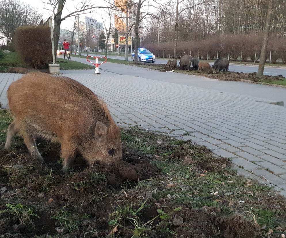 Dziki w Olsztynie