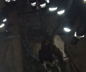 Poszła krowa do mechanika i wpadła w kanał