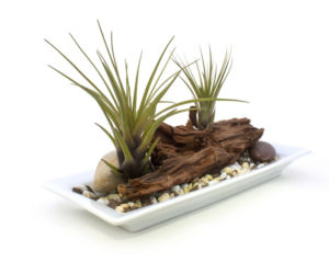 Oplątwy