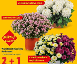 Znicze i chryzantemy w promocji w Lidlu przed 1 listopada 2026