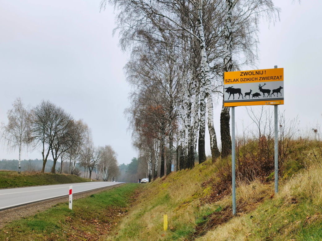 Na DK64 pod Łomżą stanęły znaki ostrzegające o dzikich zwierzętach