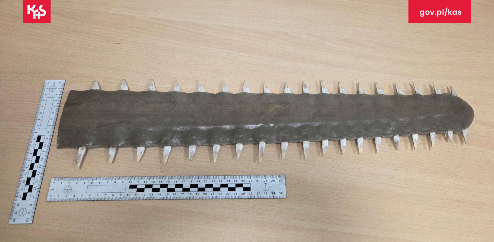 Celnicy  znaleźli w bagażu pasażerki rostrum (miecz) ryby piły