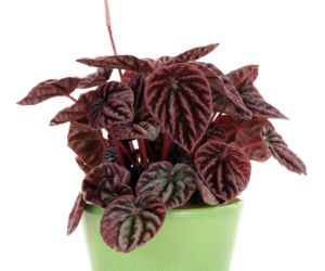 kwiaty-doniczkowe-peperomia