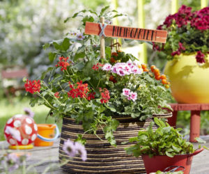 Pelargonie