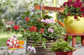 Pelargonie