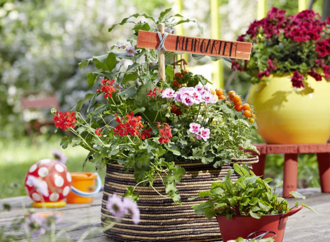 Pelargonie
