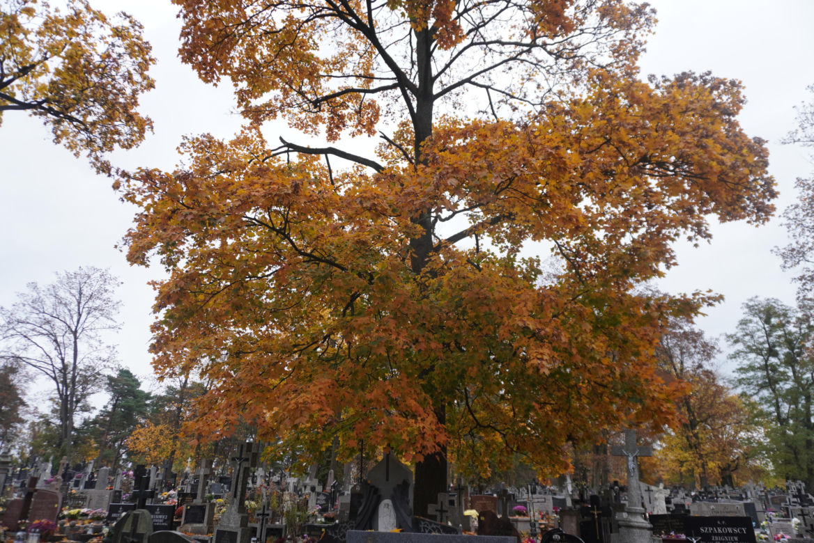 Dziady, czyli Podlaskie Halloween. Ciekawostki o słowiańskim zwyczaju