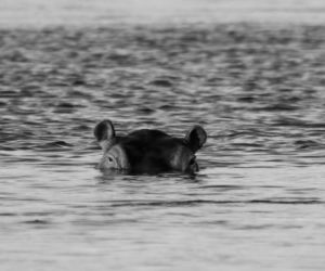 Nie żyje najstarszy hipopotam w Polsce. Warszawskie zoo żegna Pelagię