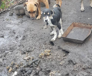Interwencja OTOZ Animals w Suchym Dębie