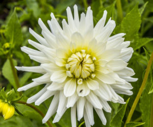 Dalia 'My Love'