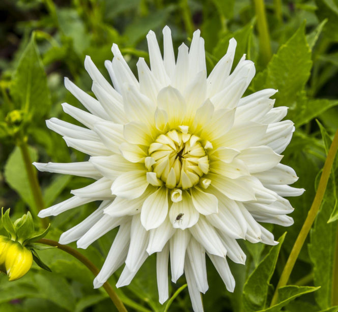 Dalia 'My Love'