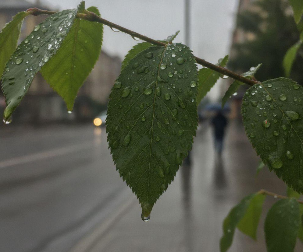 Krople deszczu na zielonych liściach. W tle zamglona ulica. O zmianie pogody w Rzeszowie przeczytasz na SE.