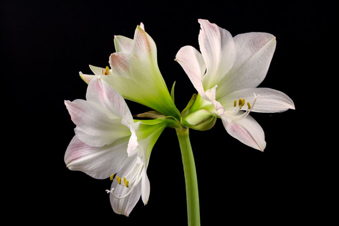 Hippeastrum