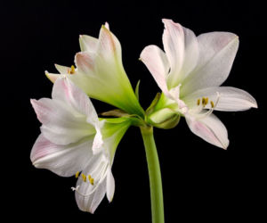 Hippeastrum